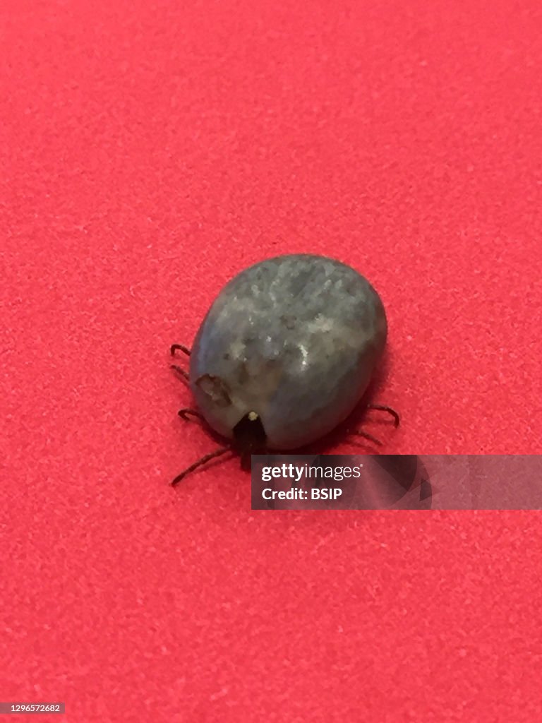 Engorged adult lonestar tick