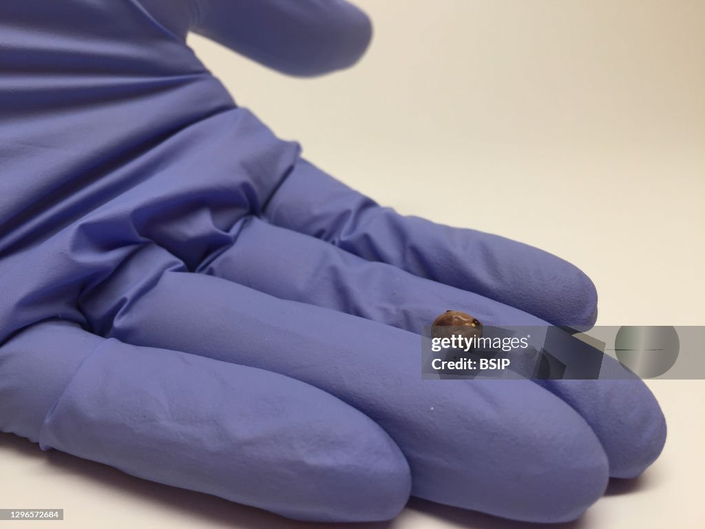 Engorged adult lonestar tick