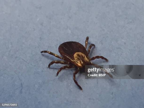 Female adult dog tick, or Dermacentor variabilis, crawls on a vial of blood. Dog ticks can transmit pathogens that cause tickborne diseases such as...