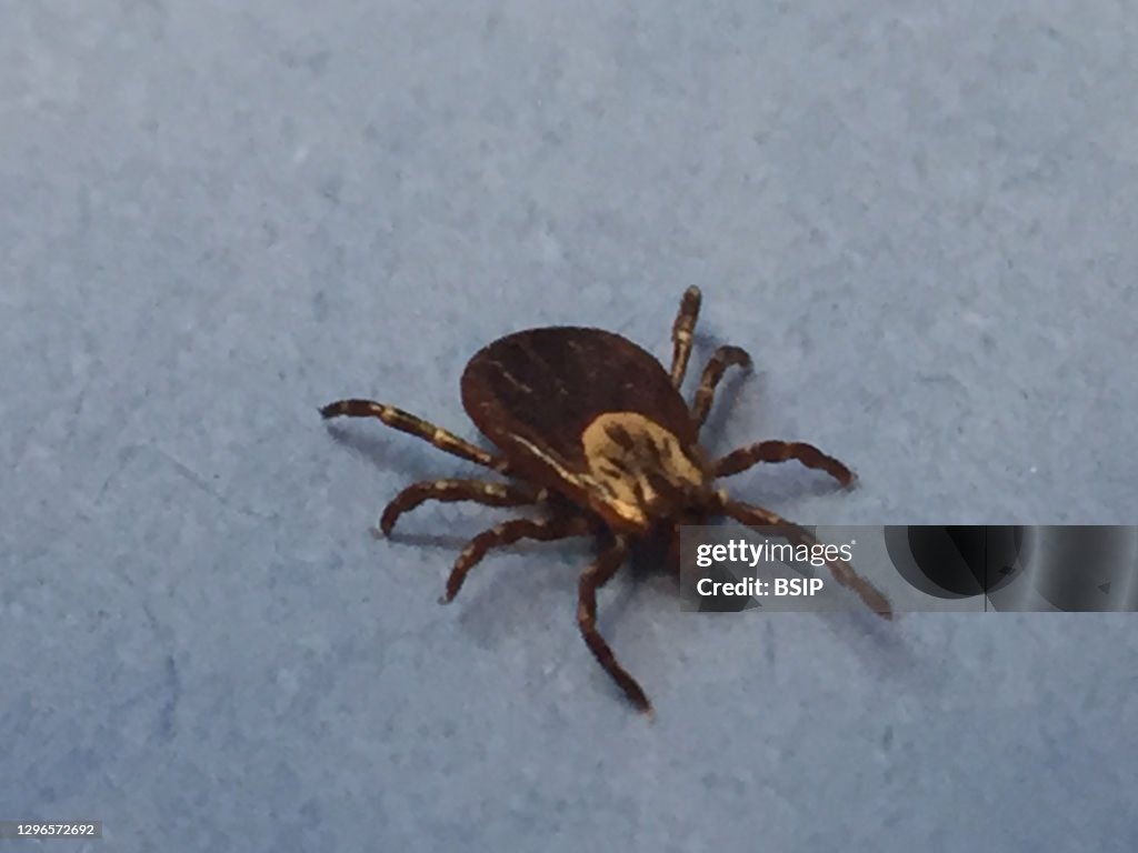 Female dog tick