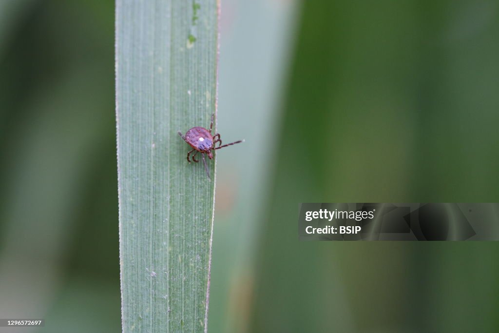 Female lone star tick