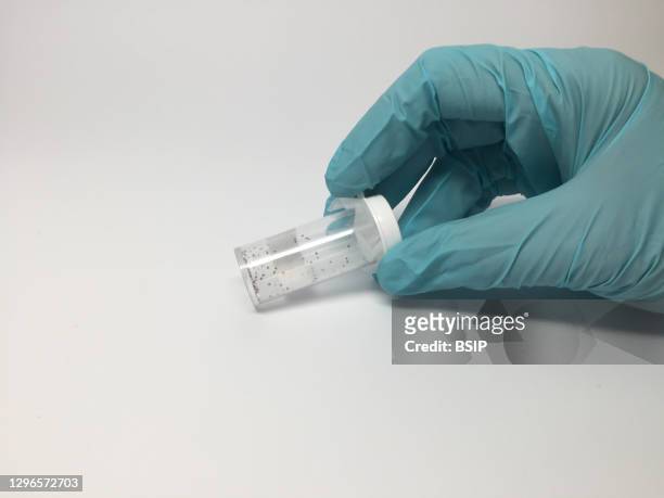 Gloved hand holds a vial of juvenile deer ticks, or Ixodes scapularis, used in NIAID research conducted at the NIH Clinical Research Center. Deer...