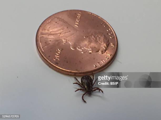 Male adult dog tick, or Dermacentor variabilis, crawls over a penny. Dog ticks can transmit the pathogen that causes tickborne diseases such as Rocky...
