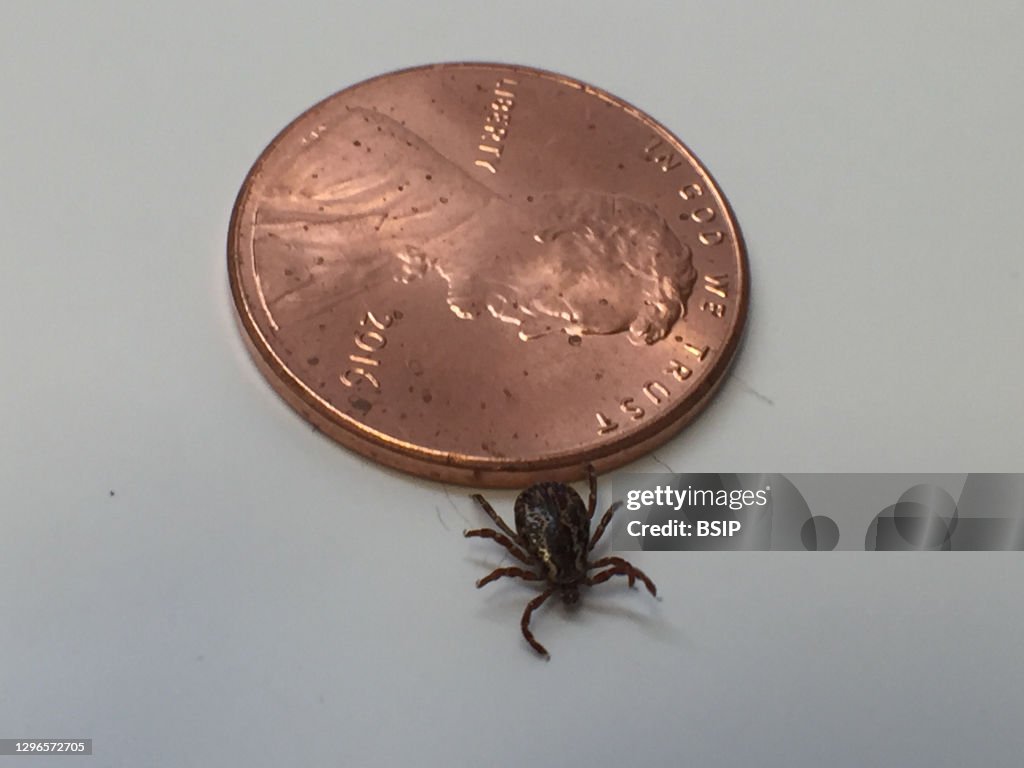 Male dog tick