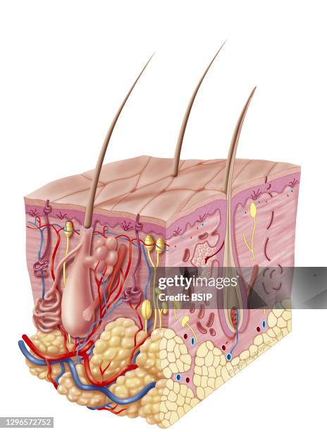 Adult skin structure, anatomy, appendages of the integumentary system. This illustration represents a 3D section view of 3/4 of the anatomy and...