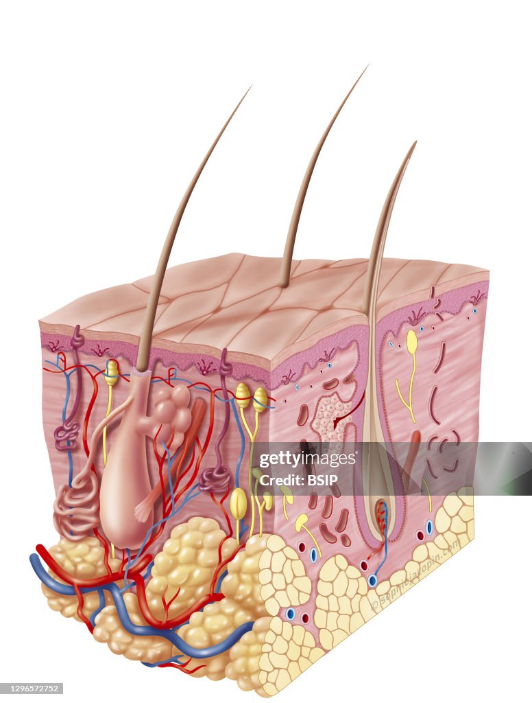 Adult skin - structure