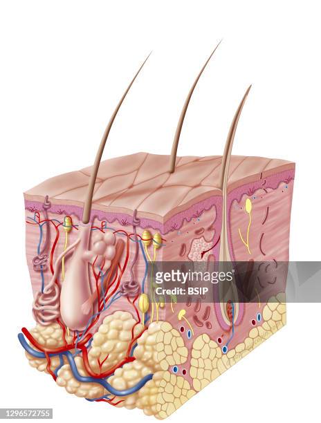 Adult skin, integumentary system and its appendages. This illustration represents a 3D section view of 3/4 of the anatomy and structure of the skin...