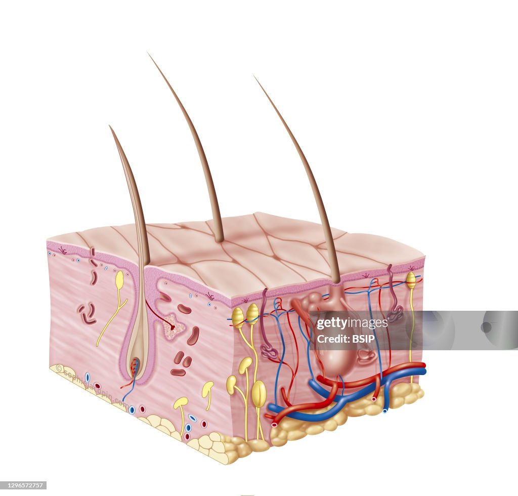 Baby-pediatric skin cut