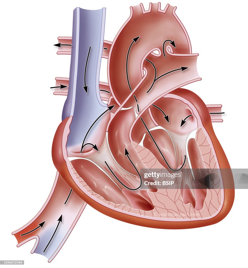 Heart of a fetus