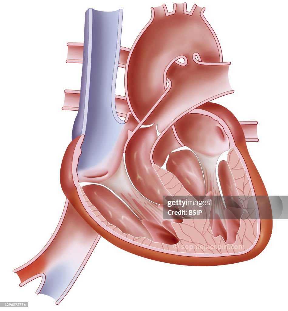 Anatomy of the fetus heart