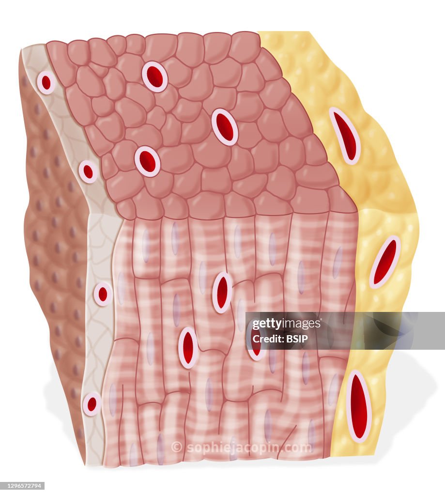 Structure of the heart wall