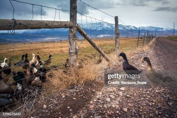 two ducks looking at a group of ducks on the other side of a fence. - fence with barbed wire stock pictures, royalty-free photos & images