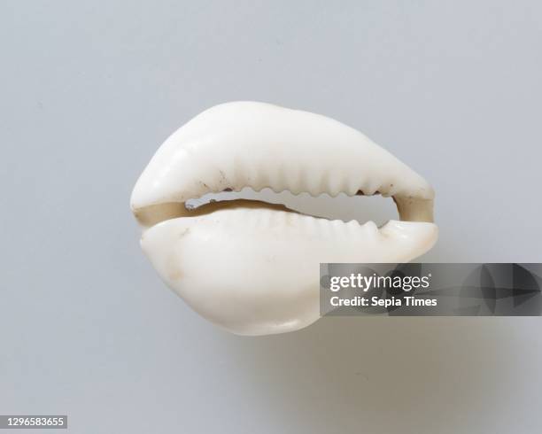 Cowrie shell, Ptolemaic Period, 332-30 BC, From Egypt; Possibly from Northern Upper Egypt, Akhmim , Shell, l. 2.9 cm ; w. 2.2 cm ; d. 1.1 cm ,...