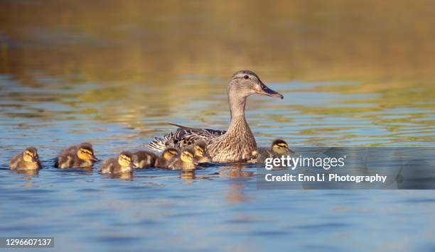 female mallard duck with ducklings - duckling foto e immagini stock