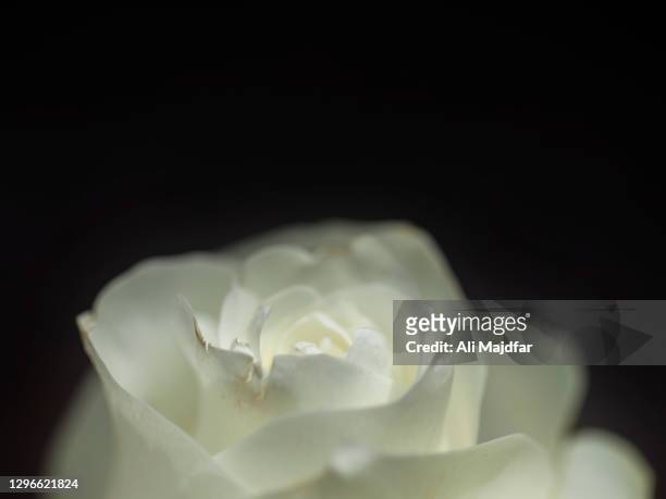 rose flower - ali rose stock pictures, royalty-free photos & images