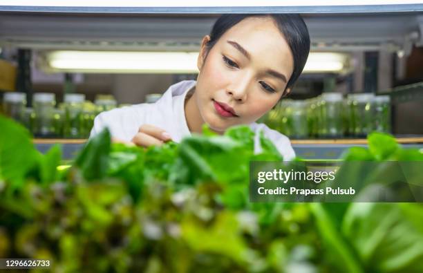 hydroponics farm, scientist or worker testing and collect data from lettuce organic hydroponic. fresh vegetable at greenhouse farm garden - product development stockfoto's en -beelden