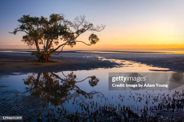 sunrise over nudgee beach, brisbane australia - australia summer reflection stock-fotos und bilder