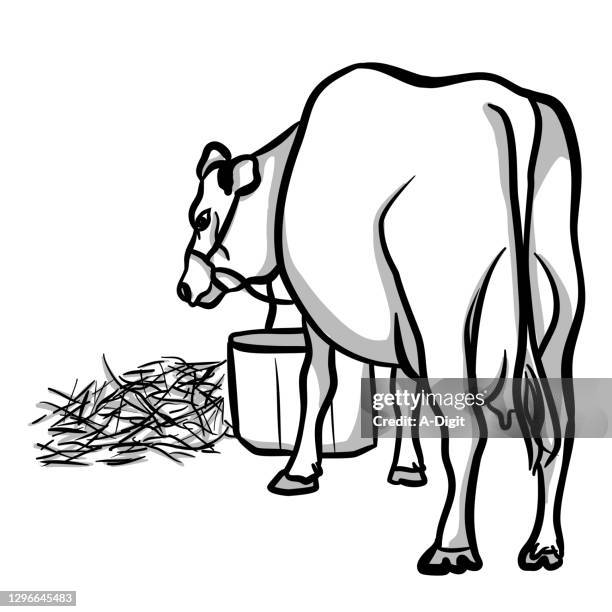 milk cow - jersey cattle stock illustrations