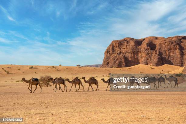 kudde kamelen, ennedi massief, sahara, tsjaad - chad stockfoto's en -beelden