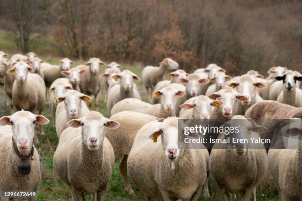 collective sheep look all together - rebaño fotografías e imágenes de stock