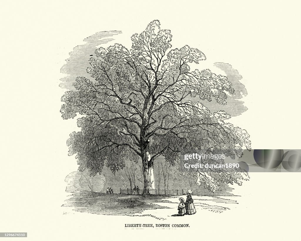 Liberty Tree, Boston, USA, 1850s, 19th Century