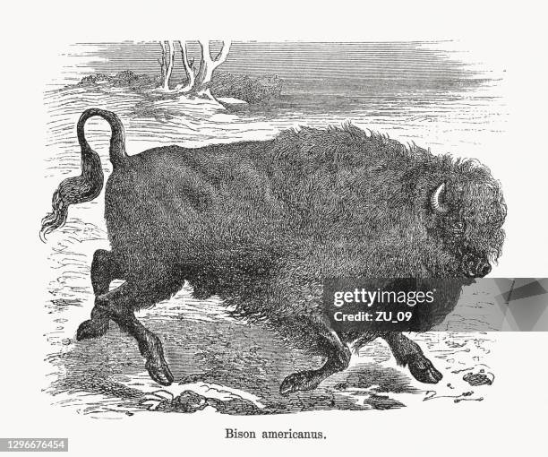 american bison (bison americanus), wood engraving, published in 1893 - alaska wildlife stock illustrations