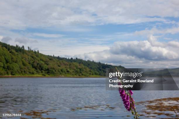 scottish loch stock photo - digitalis alba stock pictures, royalty-free photos & images