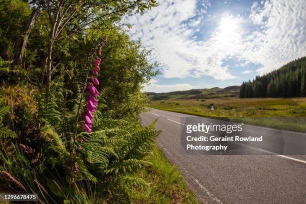the open road, scotland - digitalis alba stock pictures, royalty-free photos & images