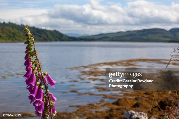 isle of mull nature photography - digitalis alba stock pictures, royalty-free photos & images