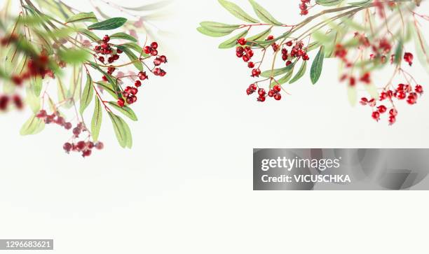 border of hanging branches with red berries at white background - hawthorn stock pictures, royalty-free photos & images