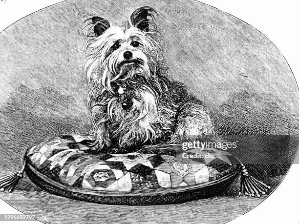 hundeportrait: yorkshire terrier - schoßhund stock-grafiken, -clipart, -cartoons und -symbole