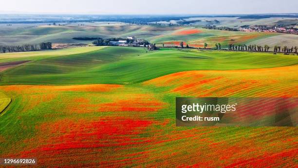 aerial view of poppies on green hills, moravia, czech republic - czech republic landscape stock pictures, royalty-free photos & images