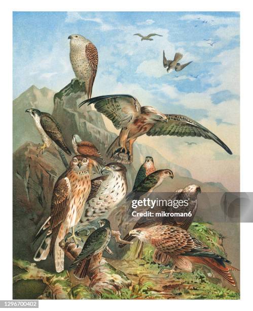 old engraved illustration of german bird of prey, eagles, ornithology - goshawk fotografías e imágenes de stock