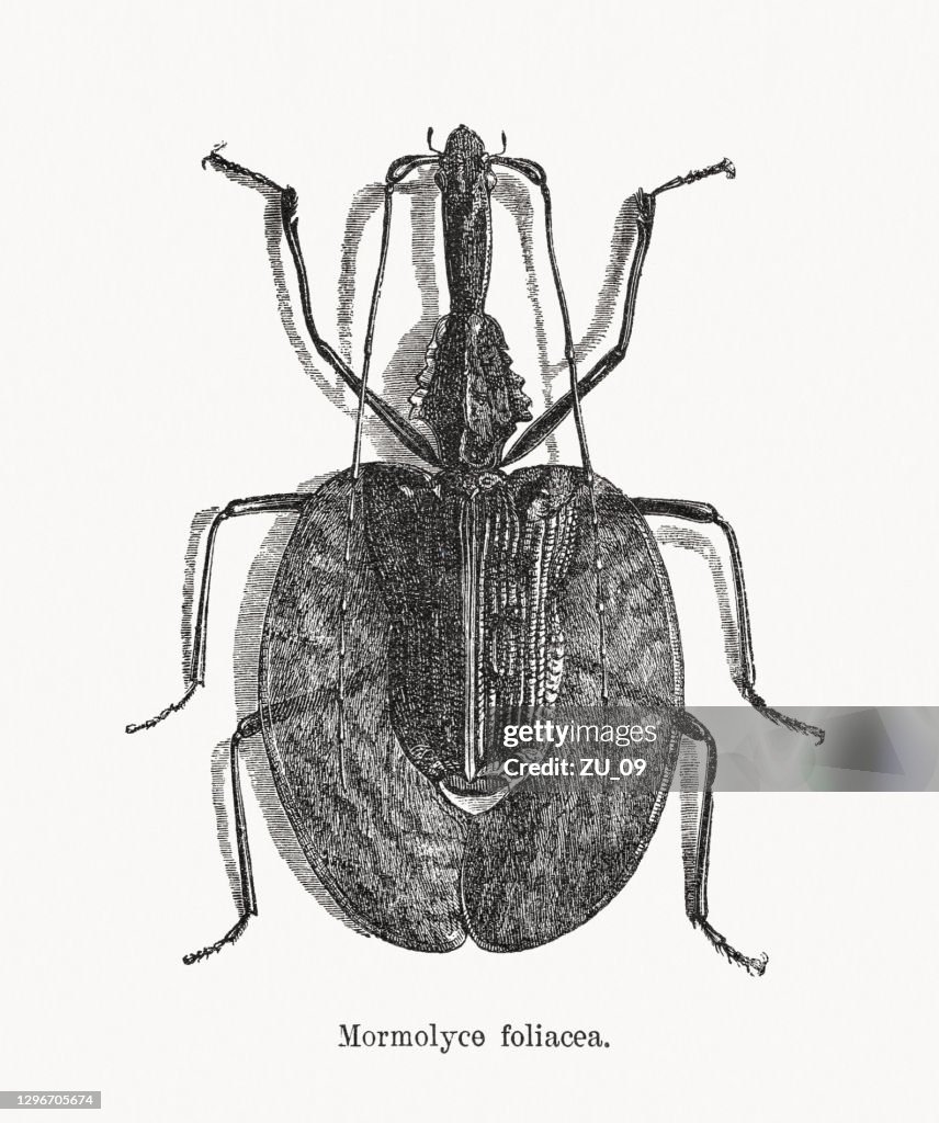 Violin beetle (Mormolyce phyllodes), wood engraving, published in 1893