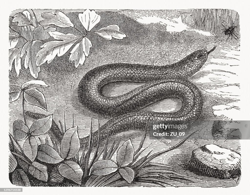 Blindworm (Anguis fragilis), wood engraving, published in 1893