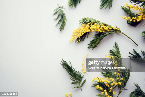 gray background with sprigs of mimosa flower. - mimosa foto e immagini stock