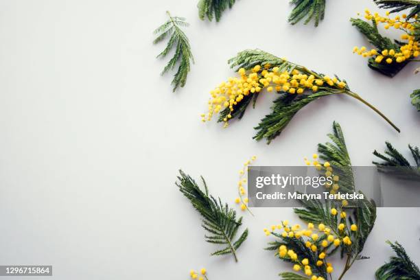 gray background with sprigs of mimosa flower. - mimosa bildbanksfoton och bilder