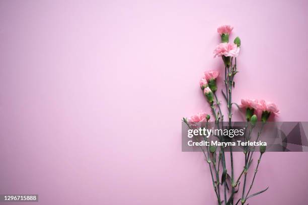 beautiful bouquet of twig pink carnations on a pink background. - flower arrangement carnation stock pictures, royalty-free photos & images