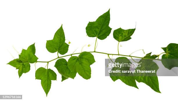 vines on white background isolates - ground ivy imagens e fotografias de stock