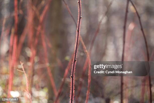Winter Raspberry Canes 67 Raspberry Cane Stock Photos, High-Res Pictures, and Images - Getty ...
