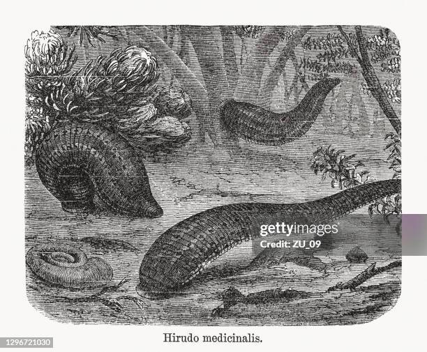 medicinal leech (hirudo medicinalis), wood engraving, published in 1893 - leech therapy stock illustrations