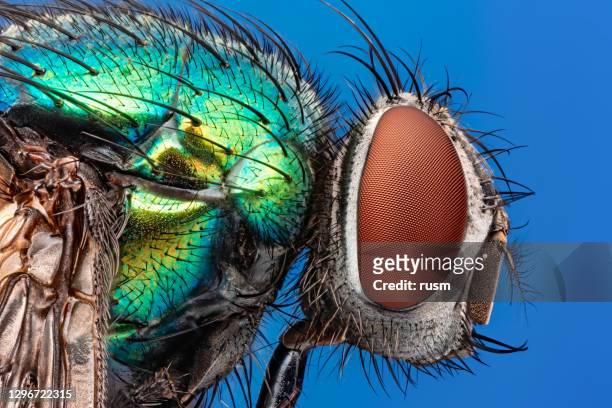blow fly (blue bottle fly, bottlebee, calliphora vomitoria, calliphoridae) under microscope 5x macro, isolated on blue background - compound eye stock pictures, royalty-free photos & images