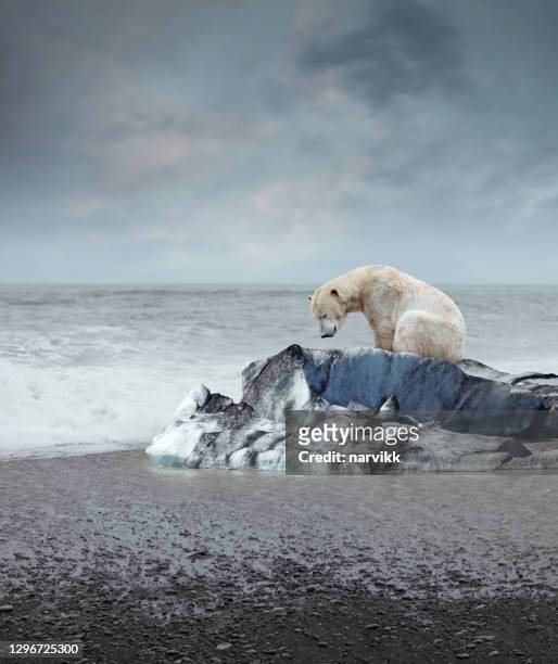 orso polare sull'iceberg che si scioglie - cambiamenti climatici foto e immagini stock