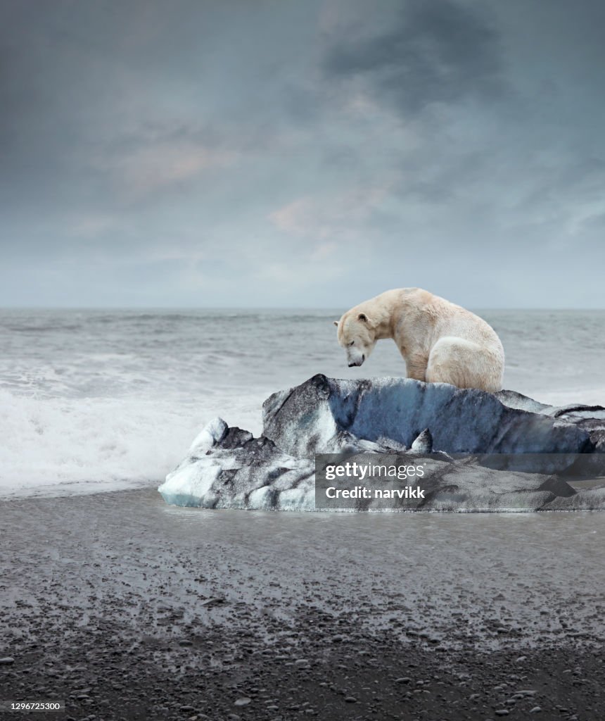 Polar bear on the melting iceberg