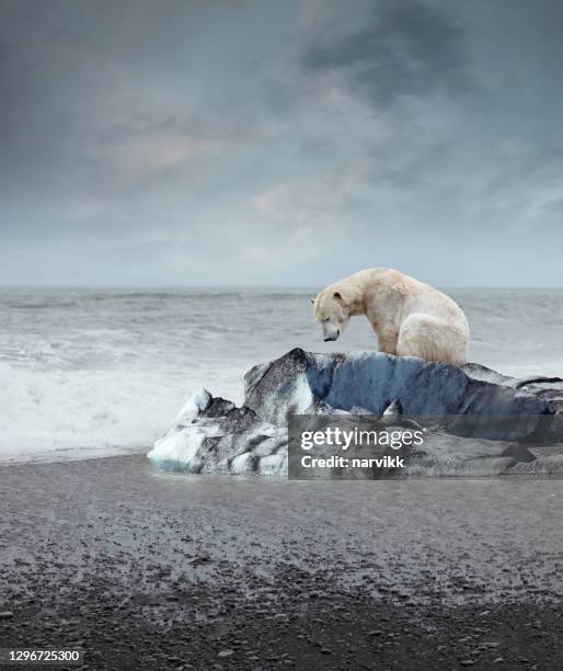 polar bear on the melting iceberg - desastre ambiental imagens e fotografias de stock