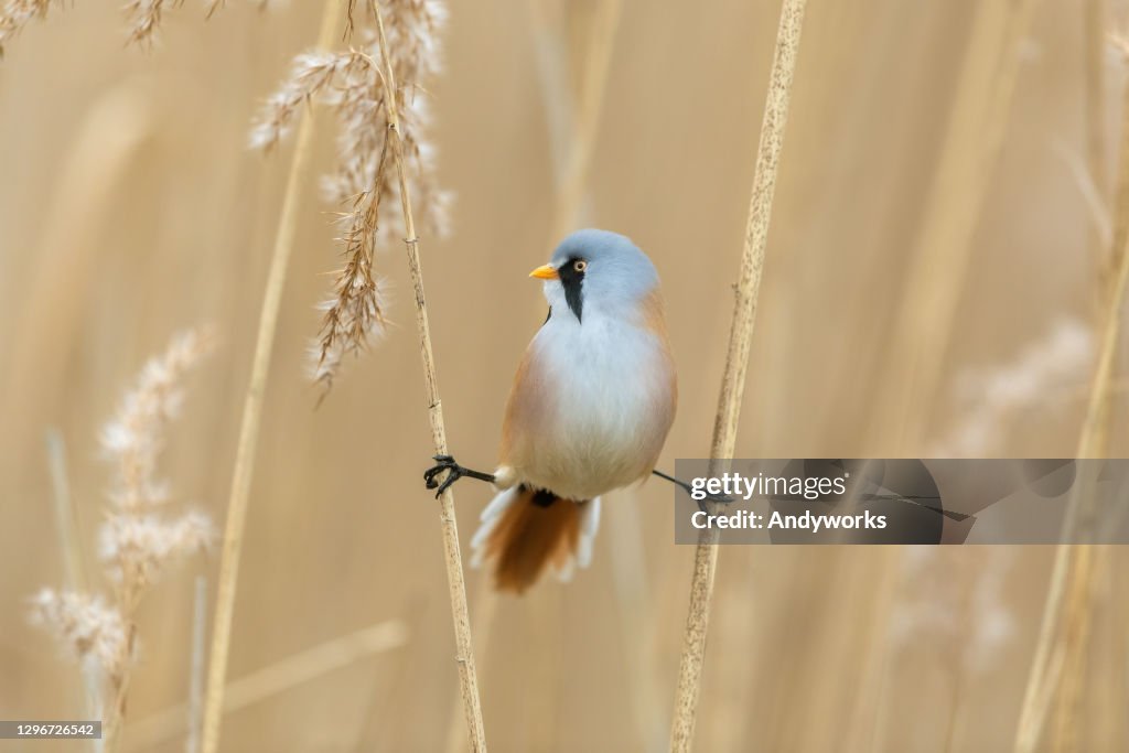 Reedling barbu mâle