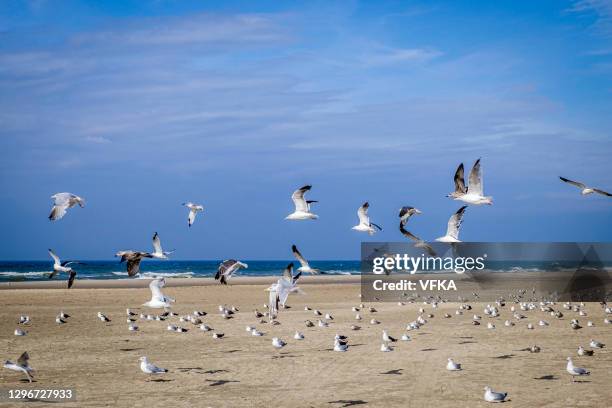 seaguls at the beach of hargen aan zee, north holland, netherlands - wadden sea stock pictures, royalty-free photos & images