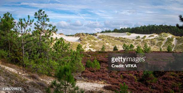 la riserva naturale delle dune di schoorl, olanda settentrionale, paesi bassi - olanda settentrionale foto e immagini stock