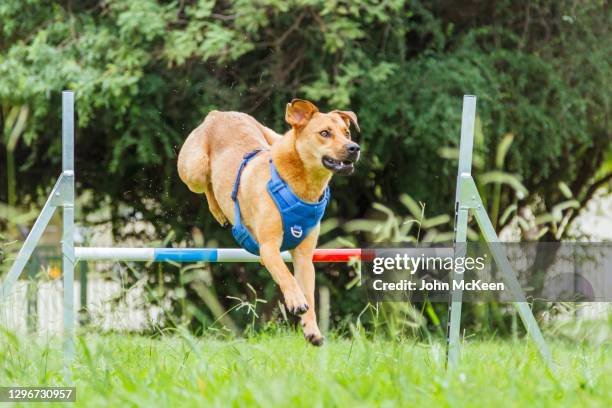 over the hurdle - dog agility imagens e fotografias de stock