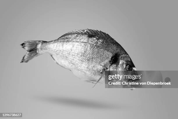 silver shiny fish on plain background - fish jumping stock pictures, royalty-free photos & images